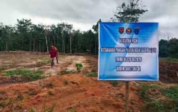 TMMD Ke-128 Kodim 0402/OKI Ubah Lahan Tidur Jadi Kebun Jagung