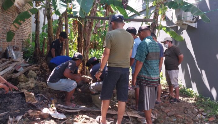 Panitia Pembangunan Masjid Babussalam Mamuju Sembelih Dua Sapi Kurban untuk Warga Kurang Mampu