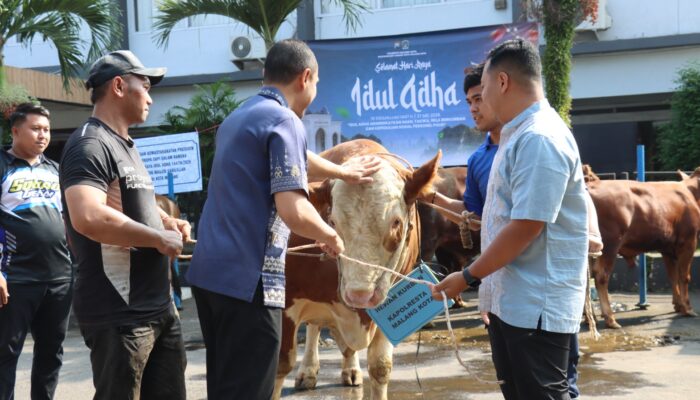 Polresta Malang Kota Tebar Kepedulian di Idul adha 1447 H, Sembelih 13 Sapi dan 27 Kambing