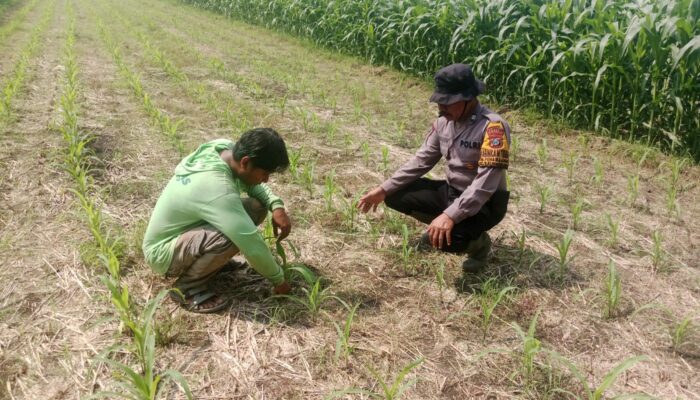 Polresta Sidoarjo Intensif Dampingi Petani Jagung, Dukung Program Ketahanan Pangan Nasional