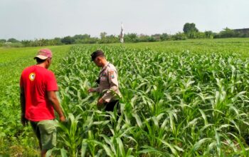 Bhabinkamtibmas Polsek Wonoayu Dampingi Petani Pantau Pertumbuhan Jagung, Perkuat Ketahanan Pangan