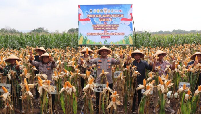 Panen Raya Jagung Digelar di Kendal, Polri Groundbreaking 10 Gudang Pangan
