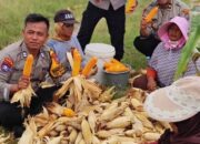 Polsek Tanggulangin Bersama Petani Panen Raya Jagung di Randegan, Dukung Ketahanan Pangan Nasional