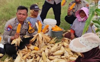 Polsek Tanggulangin Bersama Petani Panen Raya Jagung di Randegan, Dukung Ketahanan Pangan Nasional