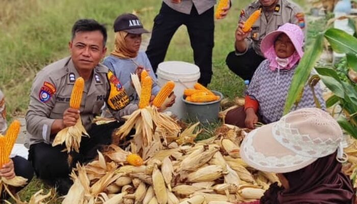Polsek Tanggulangin Bersama Petani Panen Raya Jagung di Randegan, Dukung Ketahanan Pangan Nasional