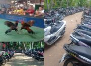 Ramai dan Terorganisir, Aktivitas Sabung Ayam ‘Boro Fighter’ Jadi Sorotan