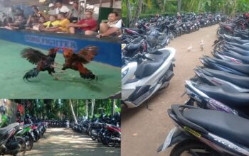 Ramai dan Terorganisir, Aktivitas Sabung Ayam ‘Boro Fighter’ Jadi Sorotan