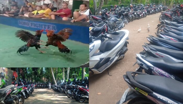 Ramai dan Terorganisir, Aktivitas Sabung Ayam ‘Boro Fighter’ Jadi Sorotan