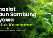 Ketahui Khasiat Daun Sambung Nyawa untuk Kesehatan