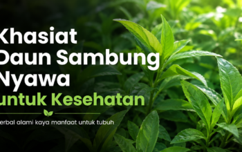 Ketahui Khasiat Daun Sambung Nyawa untuk Kesehatan