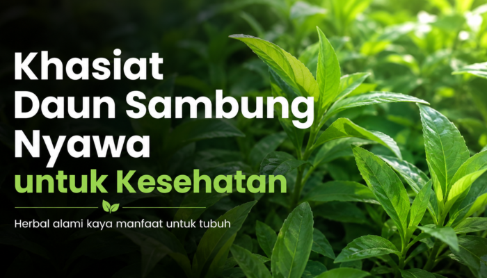 Ketahui Khasiat Daun Sambung Nyawa untuk Kesehatan
