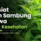 Ketahui Khasiat Daun Sambung Nyawa untuk Kesehatan