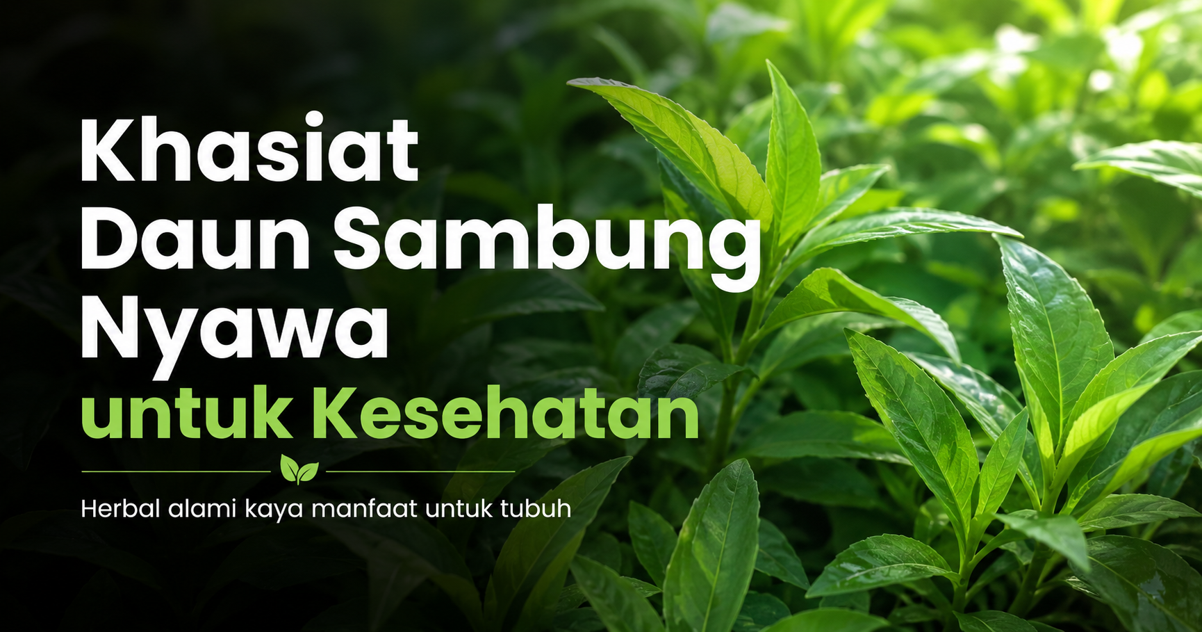 Ketahui Khasiat Daun Sambung Nyawa untuk Kesehatan