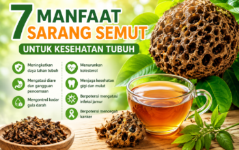 7 Manfaat Sarang Semut untuk Kesehatan Tubuh yang Jarang Diketahui