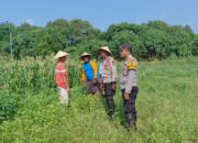 Polsek Tulangan Kawal Ketahanan Pangan, Pantau Kesiapan Panen Jagung