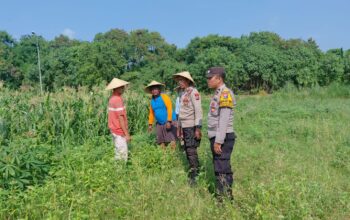 Polsek Tulangan Kawal Ketahanan Pangan, Pantau Kesiapan Panen Jagung