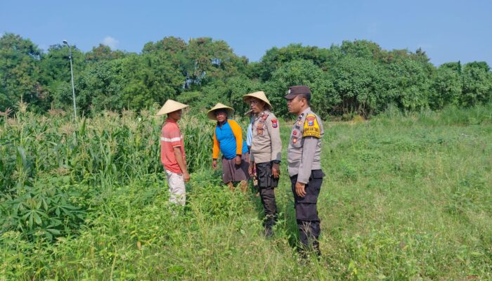 Polsek Tulangan Kawal Ketahanan Pangan, Pantau Kesiapan Panen Jagung