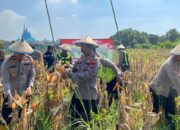 Polsek Taman Panen Jagung Serentak di Sepanjang, Perkuat Program Ketahanan Pangan Nasional