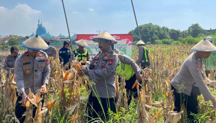 Polsek Taman Panen Jagung Serentak di Sepanjang, Perkuat Program Ketahanan Pangan Nasional