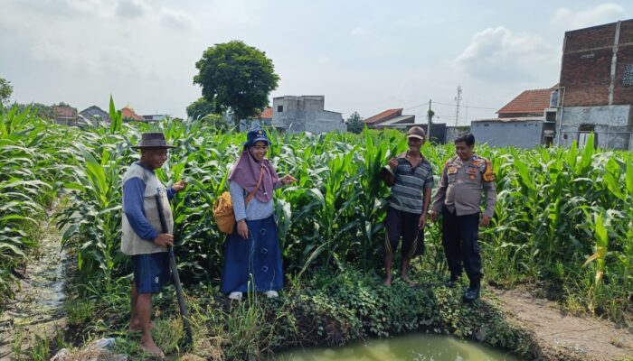 Polsek Tanggulangin Intensif Dampingi Petani Jagung, Wujudkan Swasembada Pangan Nasional