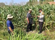 Polresta Sidoarjo Intensif Dampingi Petani Jagung, Perkuat Ketahanan Pangan Lewat Program P2B