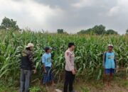 Polsek Porong Rutin Awasi Lahan Jagung di Pesawahan, Dukung Program Ketahanan Pangan Nasional