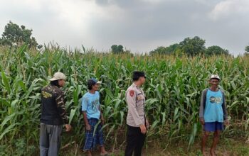 Polsek Porong Rutin Awasi Lahan Jagung di Pesawahan, Dukung Program Ketahanan Pangan Nasional