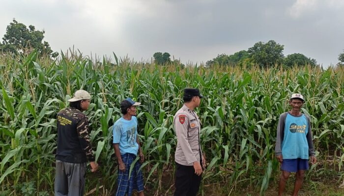 Polsek Porong Rutin Awasi Lahan Jagung di Pesawahan, Dukung Program Ketahanan Pangan Nasional