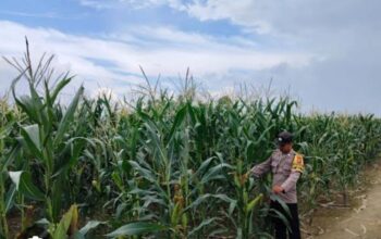 Polsek Jabon Intensif Dampingi Petani Jagung di Tambak Kalisogo, Dukung Ketahanan Pangan Nasional