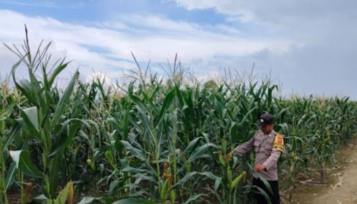 Polsek Jabon Intensif Dampingi Petani Jagung di Tambak Kalisogo, Dukung Ketahanan Pangan Nasional