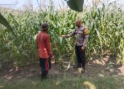 Polsek Buduran Intensif Dampingi Petani, Pastikan Tanaman Jagung Tumbuh Optimal Demi Swasembada Pangan