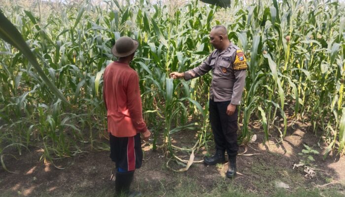 Polsek Buduran Intensif Dampingi Petani, Pastikan Tanaman Jagung Tumbuh Optimal Demi Swasembada Pangan