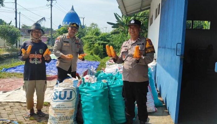 Polsek Tanggulangin Dampingi Gapoktan Randegan Jemur Hasil Panen Jagung untuk Penuhi Standar Kualitas