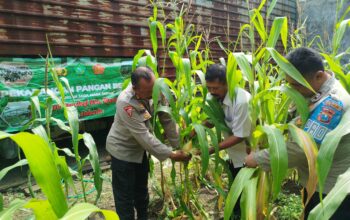 Dukung Asta Cita Presiden, Polsek Waru Intensif Pantau Lahan Jagung Warga