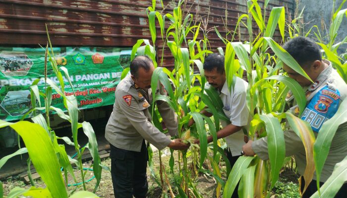 Dukung Asta Cita Presiden, Polsek Waru Intensif Pantau Lahan Jagung Warga