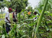 Pantau Pertumbuhan Jagung di Desa Kraton, Polsek Krian Perkuat Program Swasembada Pangan
