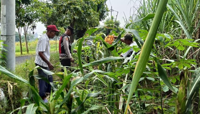 Pantau Pertumbuhan Jagung di Desa Kraton, Polsek Krian Perkuat Program Swasembada Pangan