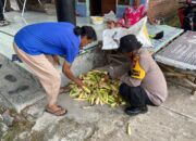 Dorong Swasembada Pangan, Polisi Penggerak Krembung Pantau Pertumbuhan Jagung di Desa Kandangan