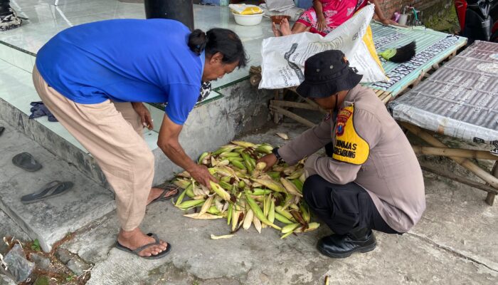 Dorong Swasembada Pangan, Polisi Penggerak Krembung Pantau Pertumbuhan Jagung di Desa Kandangan