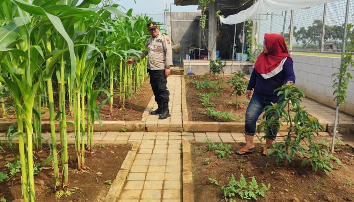 Polisi Turun ke Lahan Jagung Randegan, Dorong Petani Perkuat Swasembada Pangan