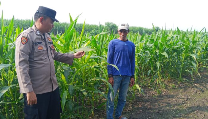 Polisi Turun ke Ladang, Polsek Krembung Dampingi Petani Wujudkan Swasembada Pangan