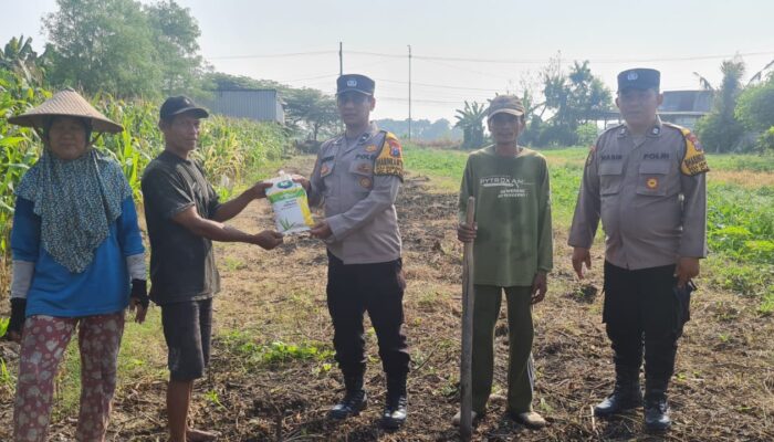 Polsek Candi Bagikan Bibit Jagung Hibrida Perkasa ke Petani, Dukung Swasembada Pangan