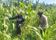 Kawal Swasembada Pangan, Polsek Gedangan Intensif Dampingi Petani Jagung