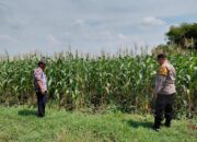 Polsek Tulangan Kawal Pertumbuhan Jagung Petani Kemantren, Panen Diproyeksi Maksimal