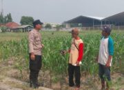 Polisi Turun ke Sawah, Pantau Pertumbuhan Jagung Petani Desa Lebo Demi Dukung Swasembada Pangan