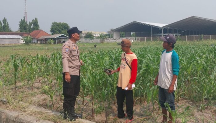 Polisi Turun ke Sawah, Pantau Pertumbuhan Jagung Petani Desa Lebo Demi Dukung Swasembada Pangan