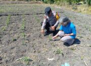 Polsek Taman Intensif Pantau Lahan Jagung, Kobarkan Semangat Petani Perkuat Ketahanan Pangan
