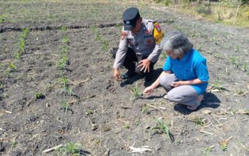 Polsek Taman Intensif Pantau Lahan Jagung, Kobarkan Semangat Petani Perkuat Ketahanan Pangan