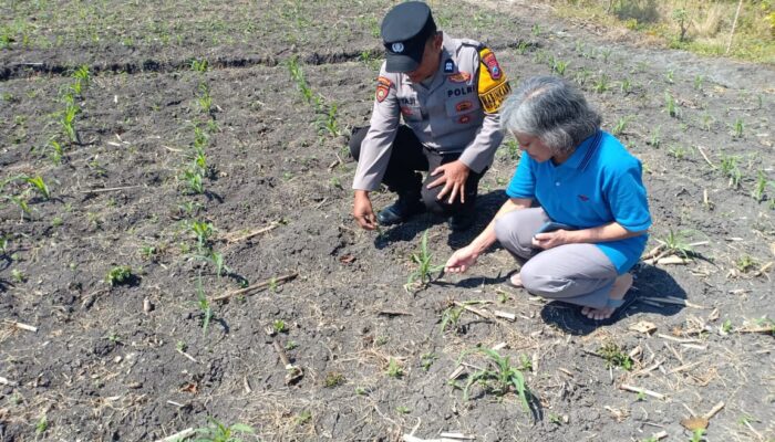Polsek Taman Intensif Pantau Lahan Jagung, Kobarkan Semangat Petani Perkuat Ketahanan Pangan