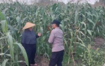 Polsek Sidoarjo Kota Turun ke Sawah, Dampingi Petani Jagung Perkuat Ketahanan dan Swasembada Pangan